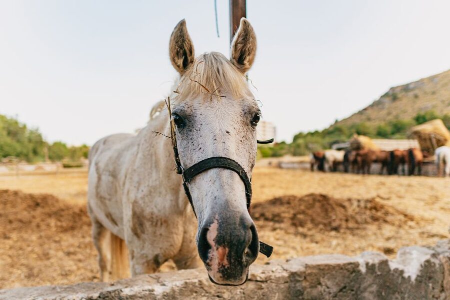 Mallorca: Horseback Riding Experience with Food Options - The Mallorca Ride Itself, Up the Trees and Out to Alcudia Bay