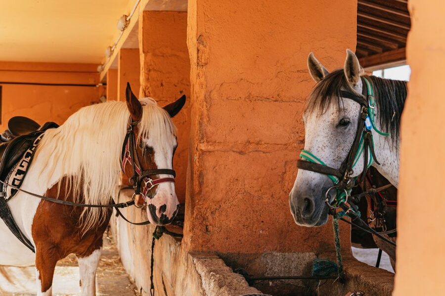 Mallorca: Horseback Riding Experience with Food Options - What to Wear, What to Bring, and the Small Rules That Matter