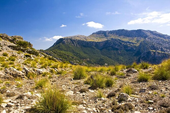 Mallorca in One Day Sightseeing Tour with Boat Ride and Vintage Train - Why This Mix Works (and Where It Gets Tight)