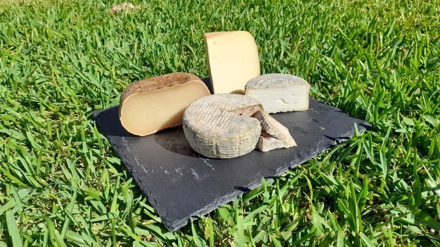 Mallorca: Local Wines & Foods Tasting - A one-hour Mallorca taste that actually teaches