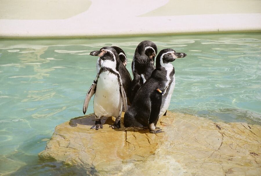 Mallorca: Marineland Tickets with Transfers from the North - Transfers from the north, with a guide who keeps the day moving