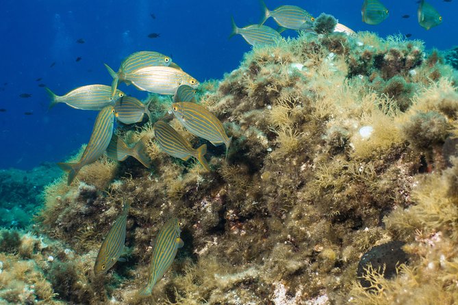 Mallorca: Open Water Diver Course - Four open-water SCUBA sessions up to 18 meters