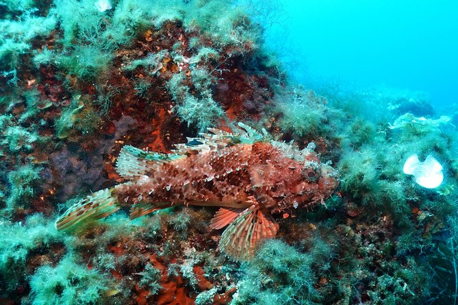Mallorca: Open Water Diver Course - Meeting point at Puerto Portals: start time and how to plan your day