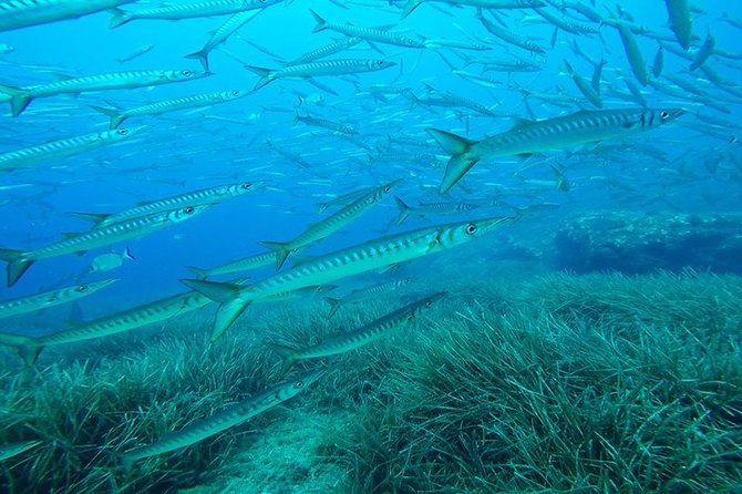 Mallorca: Open Water Diver Course - Equipment, insurance, and certification: the value inside the $718.96 price
