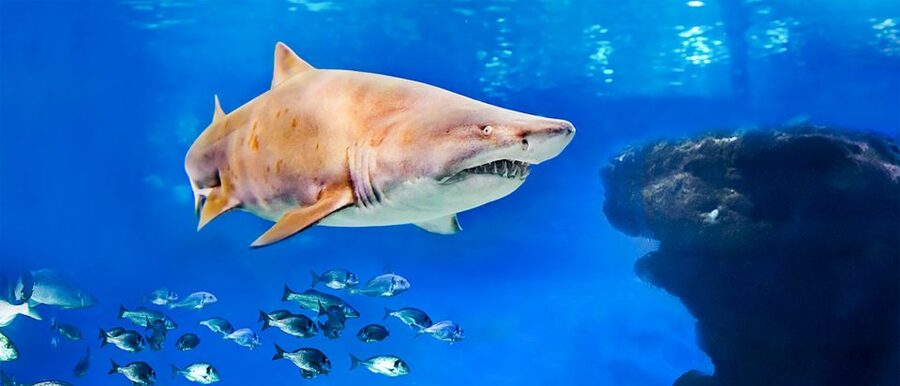Mallorca: Palma Aquarium Entry Ticket w/ Optional 3D Cinema - Eight themed habitats and more than 1 km of walking