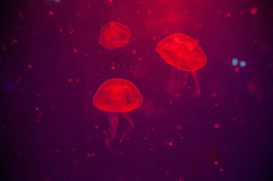 Mallorca: Palma Aquarium with Transfers, Guide & Fast Entry - Pirate Ship water battle and family-friendly play areas