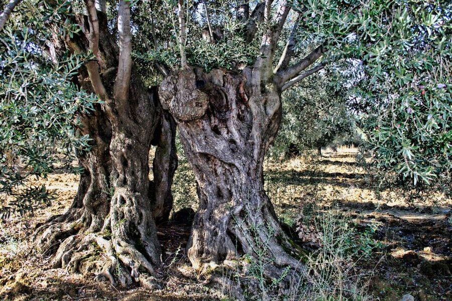 Mallorca: Premium Wine Experience, Tasting and Fine Foods - Location tips from Palma and Alcúdia, plus the transport reality