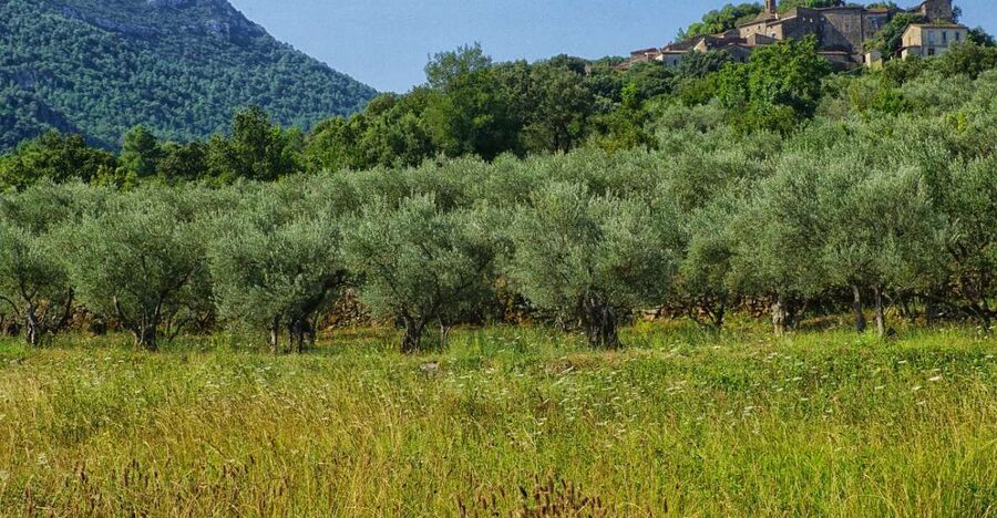 Mallorca: Premium Wine Experience, Tasting and Fine Foods - Price and value: why $112 can be fair, and when it feels better