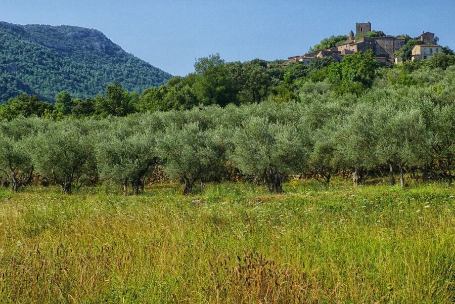 Mallorca: Premium Wine Experience, Tasting and Fine Foods - The 2 to 2.5 hour flow: what you do step by step
