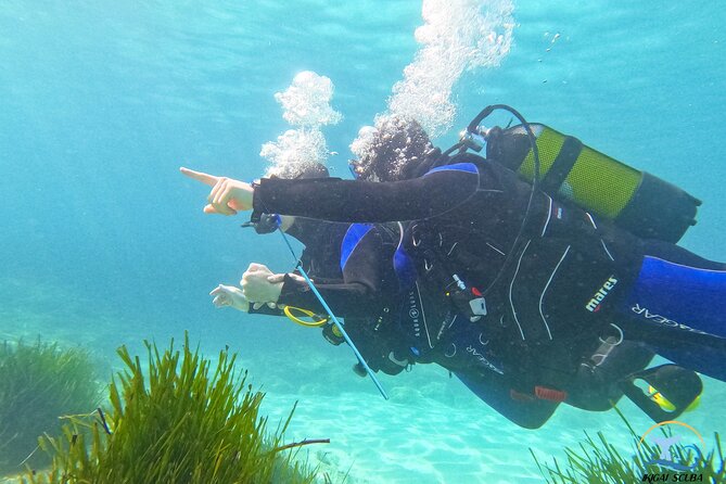 Mallorca PRIVATE Reservation<em>Scuba dive + photo/video – Key highlights that make this Mallorca session worth it’ /></p>
<ul>
<li><strong>Private 1-to-2 coaching</strong> with no other people in your group</li>
<li><strong>Start at about 1 meter from shore</strong> to get comfortable with breathing and gear</li>
<li><strong>Up to 5 meters instruction</strong>, with a stated maximum depth of 6 meters</li>
<li><strong>GoPro Hero 10 photos and videos included</strong>, captured underwater by an assistant</li>
<li><strong>About 45 to 50 minutes underwater</strong> within a roughly 2-hour total experience</li>
<li><strong>Marine-life spotting</strong> like octopus and cuttlefish, plus fish such as wrasse, bream, and more</li>
</ul>
<div class="twil" style="margin: 20px 0; padding: 15px 0;"><p>More reefs worth the tank fill</p><ul style="margin: 10px 0; padding-left: 0; list-style: none;"><li style="margin: 0 0 12px 0; padding: 0 0 12px 0; border-bottom: 1px solid #eee; line-height: 1.4;"><a href="https://mallorca-tours.com/mallorca-discover-scuba-diving-for-beginners/">Mallorca: Discover Scuba Diving for Beginners</a><br><span style="font-size: 0.82em; color: #555;"><span style="color: #BC002D;">★</span> 4.7 · 805 reviews</span></li><li style="margin: 0 0 12px 0; padding: 0 0 12px 0; border-bottom: 1px solid #eee; line-height: 1.4;"><a href="https://mallorca-tours.com/santa-ponsa-try-scuba-diving-in-a-marine-reserve/">Santa Ponsa: Try Scuba Diving in a Marine Reserve</a><br><span style="font-size: 0.82em; color: #555;"><span style="color: #BC002D;">★</span> 4.9 · 172 reviews</span></li><li style="margin: 0; padding: 0; border-bottom: none; line-height: 1.4;"><a href="https://mallorca-tours.com/private-beginner-scuba-experience-in-mallorca/">Private Beginner Scuba experience in Mallorca</a><br><span style="font-size: 0.82em; color: #555;"><span style="color: #BC002D;">★</span> 5.0 · 117 reviews</span></li></ul></div><h2 id="palma-area-start-point-then-quick-travel-to-the-water">Palma area start point, then quick travel to the water</h2>
<p><img width="669" height="446" decoding="async" src=