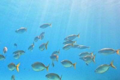 Mallorca PRIVATE Reservation*Scuba dive + photo/video