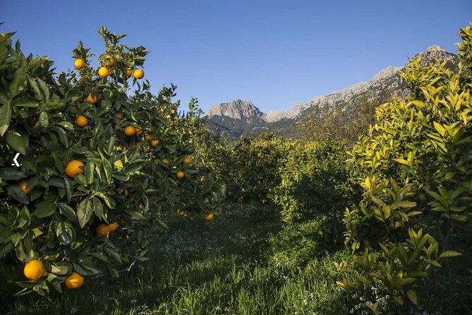 Mallorca's West Coast & Orange Valley Soller incl. pick-up North Coast - Price and logistics: what you actually get for about $180