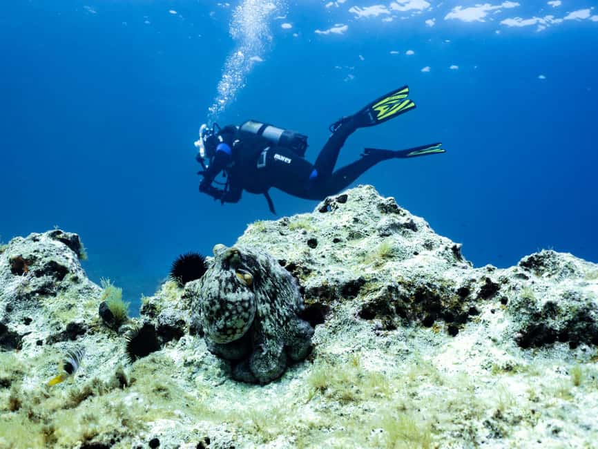 Mallorca: Scuba Dive Adventure Cap Formentor - 1 Dive (license required) - Should you book this Cap Formentor scuba session?