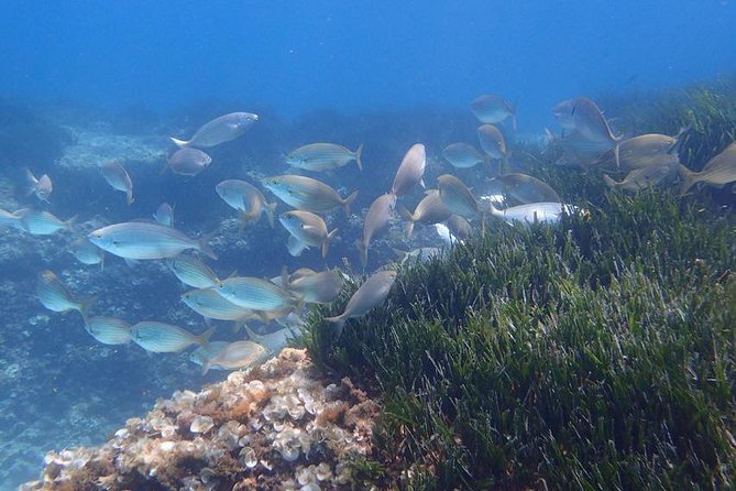 Mallorca: Snorkeling in a Beautiful Nature Reserve - Key points before you go