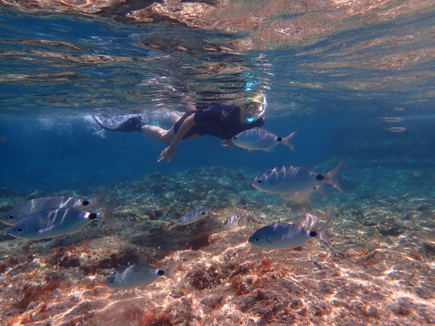 Mallorca: Snorkeling in a Beautiful Nature Reserve - Small group energy: why max 8 people changes the whole feel