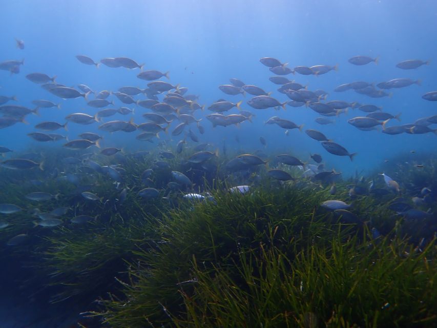 Mallorca: Snorkeling in a Beautiful Nature Reserve - Your guide matters more than you think