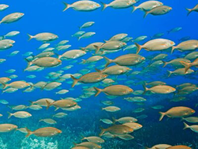 Snorkeling tour with diving instructor from a boat – Cap de Formentor
