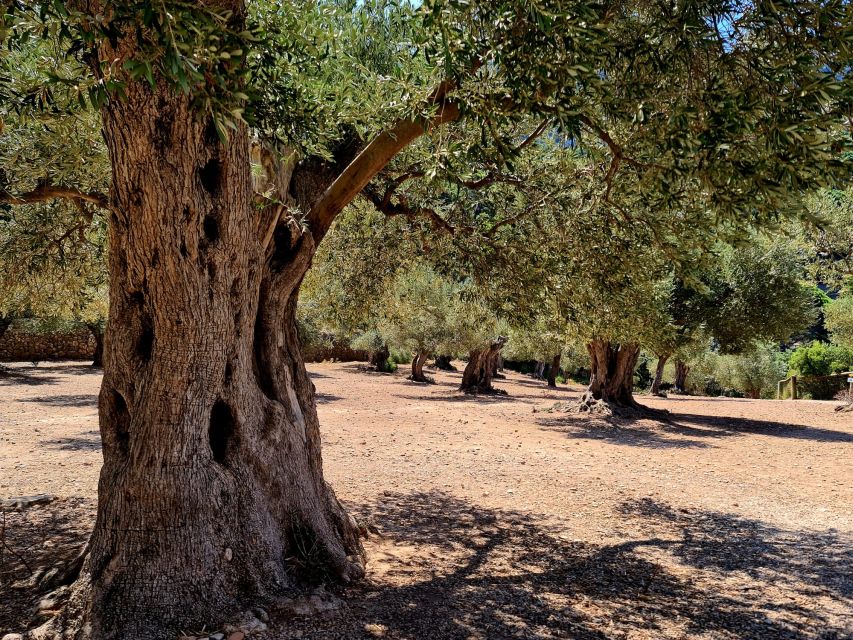 Mallorca: Tramuntana Mountains Tour with Local Guide & Lunch - Riding through UNESCO Serra de Tramuntana: how the guide turns roads into stories