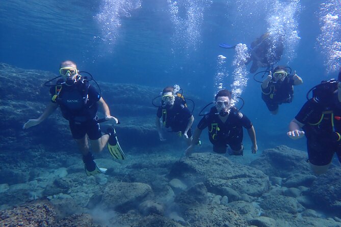 Mallorca: Try Scuba Diving in a Beautiful Nature Reserve - What you might see underwater in the nature reserve