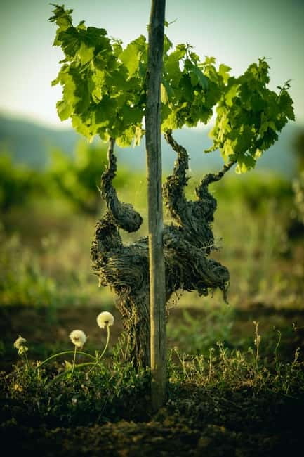 Mallorca: Visit a winery and enjoy a wine tasting, along with some Mallorcan products - The shop stop at 7103 petit celler: a smart way to bring Mallorca home