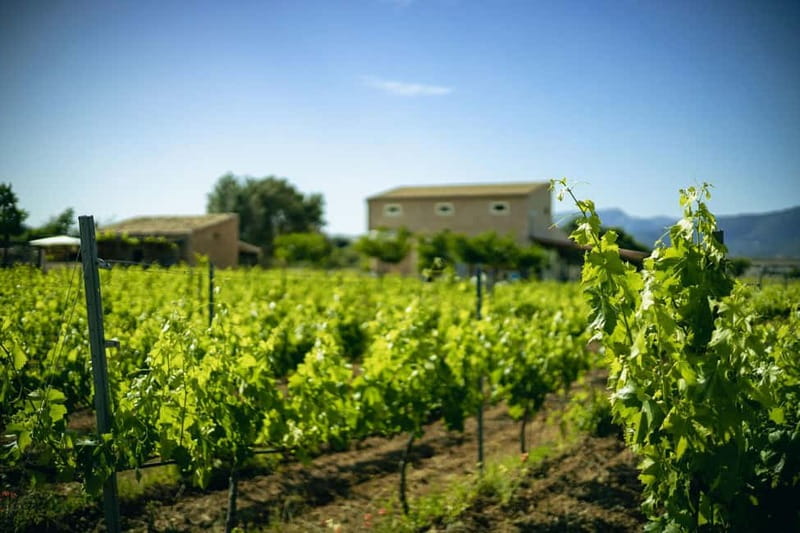 Mallorca: Visit a winery and enjoy a wine tasting, along with some Mallorcan products - Timing, group size, and comfort details that matter