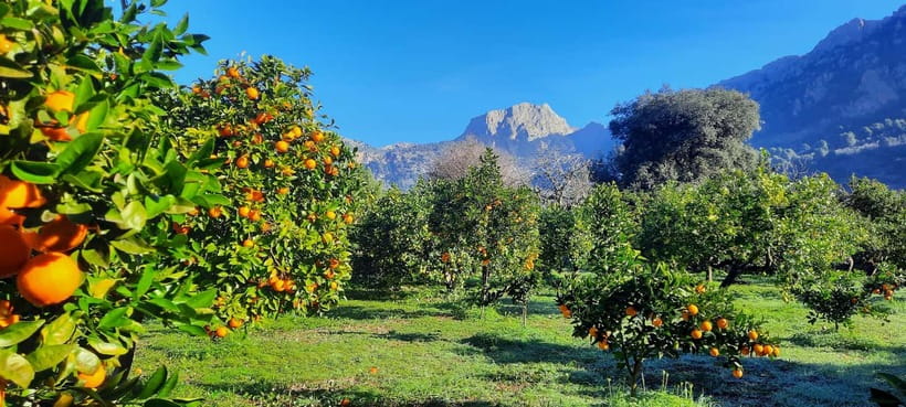 Mallorca: West Coast & Orange Valley Minbustour - A Small-Group Minivan Day That Starts Conveniently