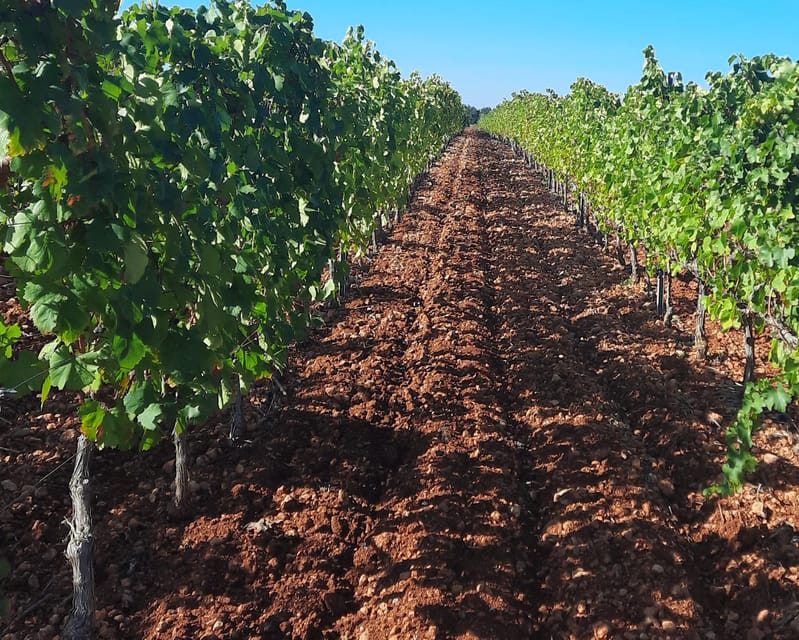 Mallorca: Wine Cellar Tour XL - including 3 Wine Tastings - Pickup, Timing, and the Small-Group Comfort Factor