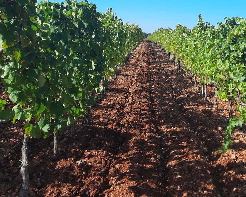 Mallorca: Wine Cellar Tour XL - including 3 Wine Tastings - Stop 2: Three Regions, Three Different Styles