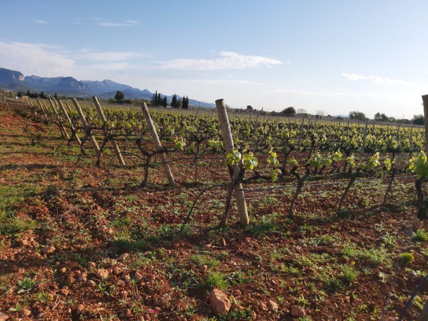 Mallorca: Wine Cellar Tour XL - including 3 Wine Tastings - Stop 3: The Final Pour, plus Regional Food Pairing