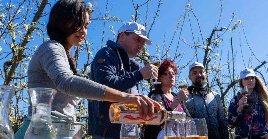 Mallorcas Emblematic Wineries Small Group Tour, two wineries - Key things that make this Mallorca wine tour worth your time