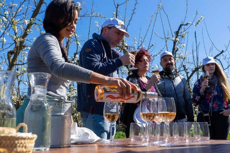 Mallorcas Emblematic Wineries Small Group Tour, two wineries - Who this tour suits best (and who should skip)