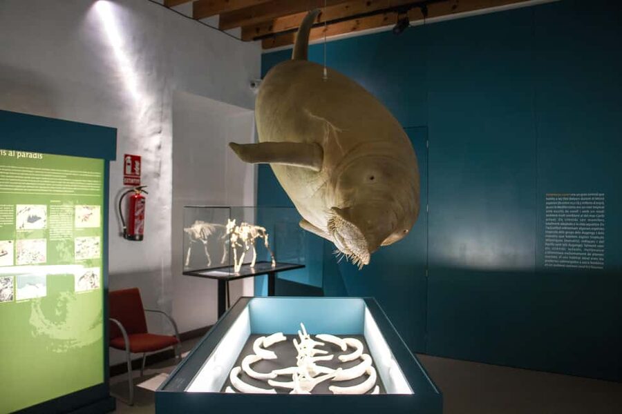 MUCBO | Sóller Botanical Garden - Balearic Museum of Natural Sciences - Accessibility and How to Navigate What Is Displayed