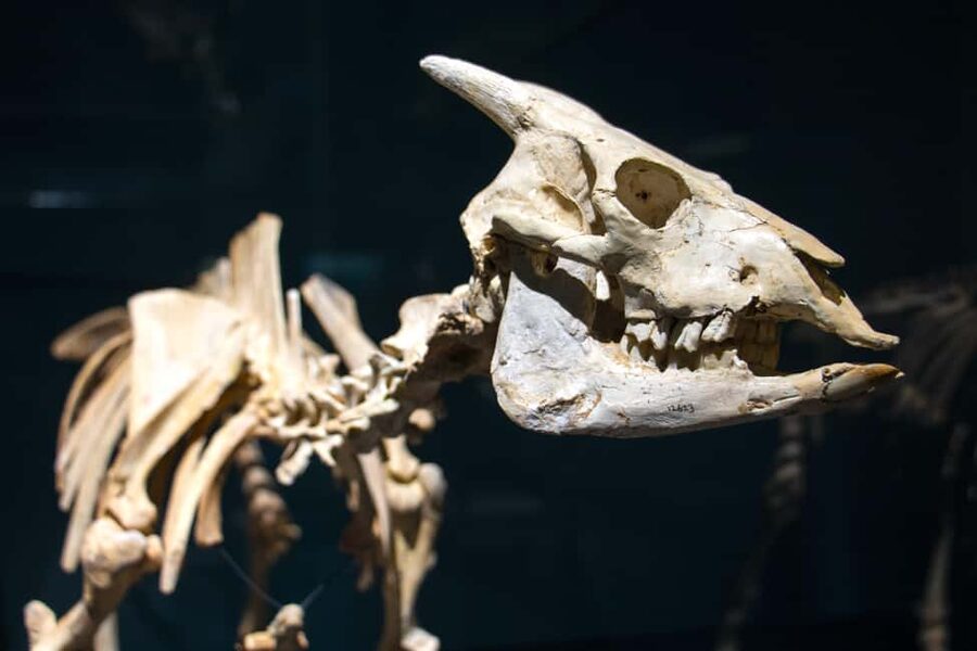 MUCBO | Sóller Botanical Garden - Balearic Museum of Natural Sciences - Who This Visit Suits Best
