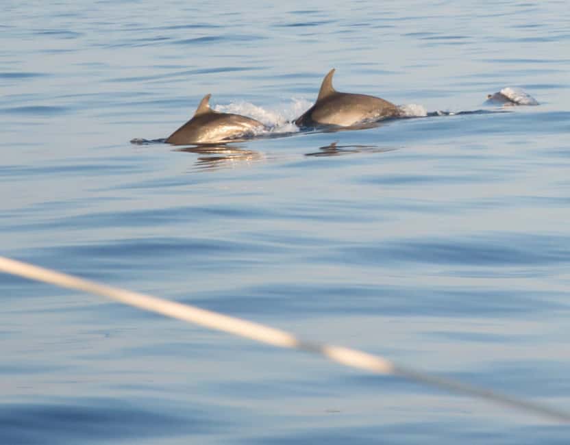 North Coast Dolphins Sunrise Adventure Tour - Price and value at about $93 per person
