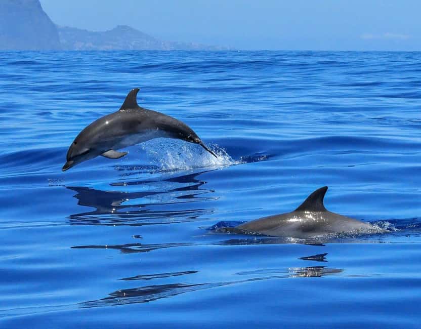 North Coast Dolphins Sunrise Adventure Tour - What to bring, plus the seasickness reality check
