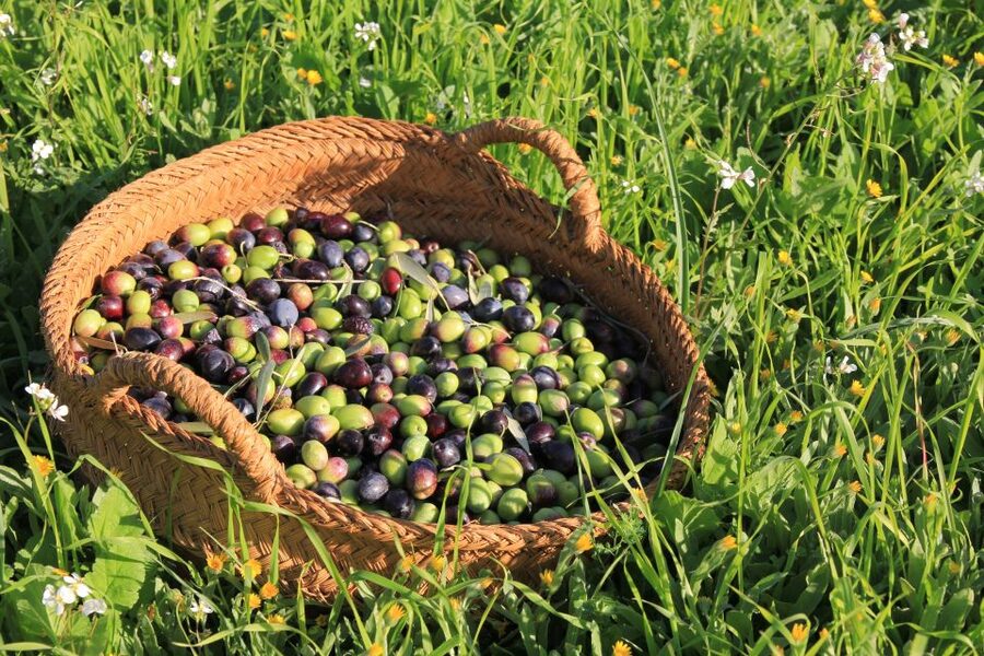 Olive plant and mill visit and tasting - The modern olive mill: where extra virgin becomes a real product