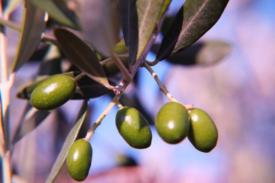 Olive plant and mill visit and tasting - Price and value: what $112 buys you, and what you’re paying for