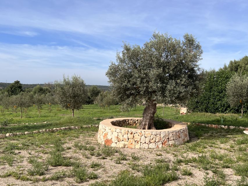 Olive plant and mill visit and tasting - Who this tour suits best (and who might skip it)