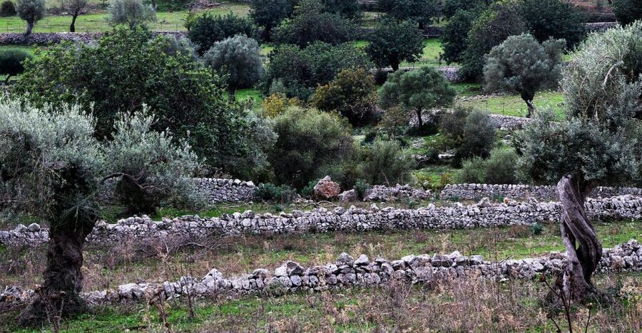 Olive plant and mill visit and tasting - Walking an olive grove on Mallorca: why the setting changes the lesson