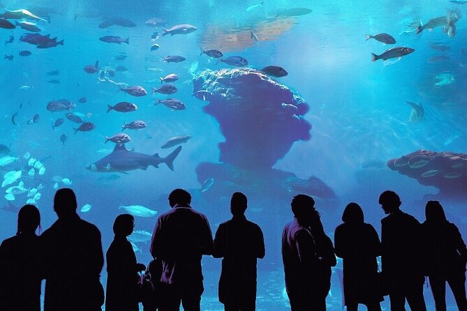 Palma Acquarium with Transfer - Key highlights to know before you go