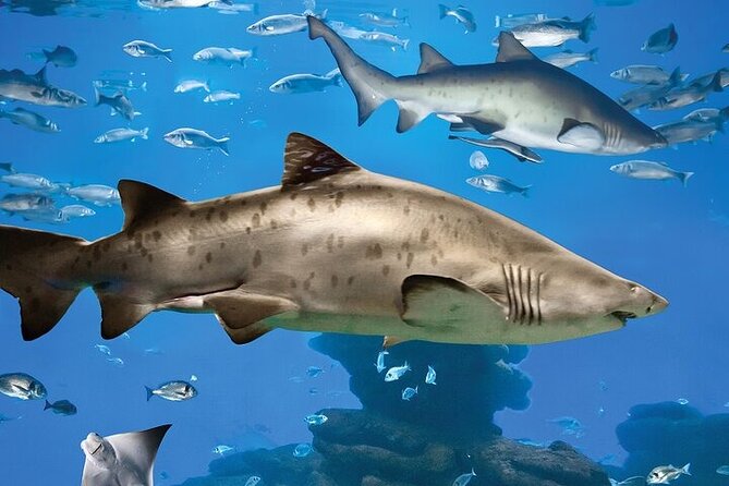 Palma Acquarium with Transfer - Palma Aquarium logistics with hotel transfer, guide, and a 10:00 start