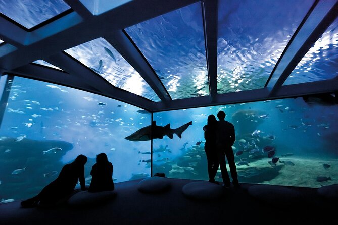 Palma Acquarium with Transfer - Ticket options: Silver, Plus perks, and Gold backstage for aquarist fans