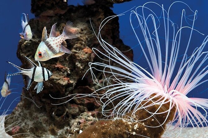 Palma Acquarium with Transfer - Inside Palma Aquarium: from Mediterranean species to Tropical Seas tanks