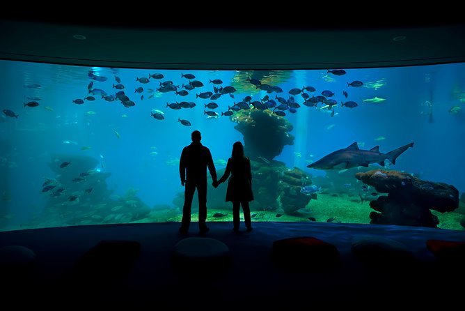 Palma Aquarium with return bus from Port Alcudia - Key highlights you will care about