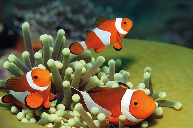 Palma Aquarium with return bus from Port Alcudia - Feeding moments and how to time your route