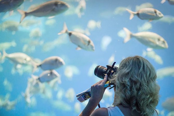 Palma Aquarium with return bus from Port Alcudia - Free Palma city sightseeing add-on for east Mallorca stays