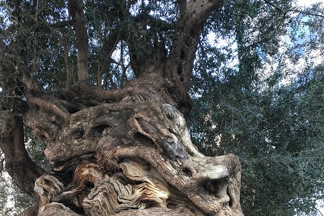 Palma de Mallorca: PRIVATE Local Food And Cathedral Experience - Stop 2 in Palma old town: the medieval route plus ensaimada