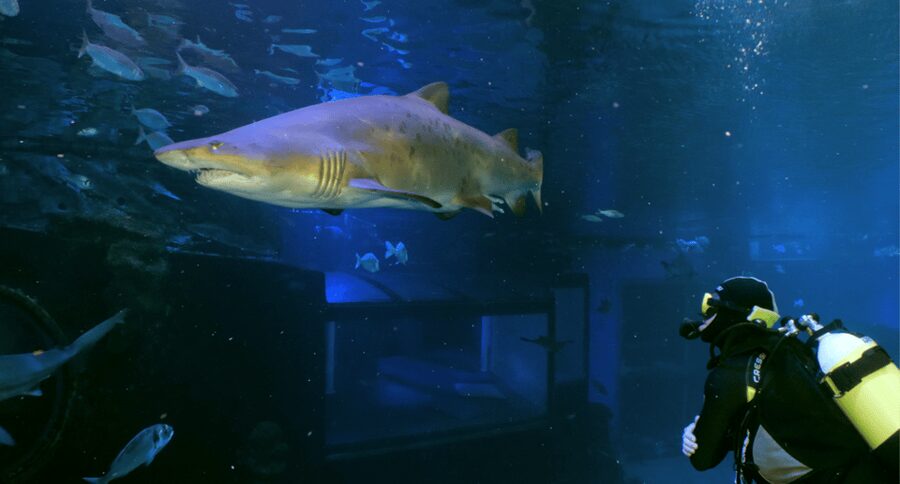 Palma de Mallorca: Shark Dive at Palma Aquarium - Key highlights worth planning around