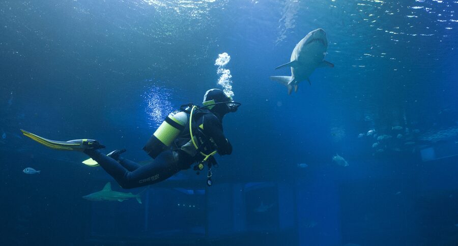 Palma de Mallorca: Shark Dive at Palma Aquarium - Palma Aquarium Big Blue tank, and why it feels special