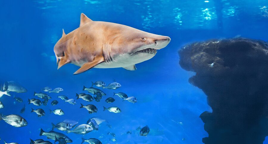 Palma de Mallorca: Shark Dive at Palma Aquarium - The instructor and safety briefing: where the comfort comes from